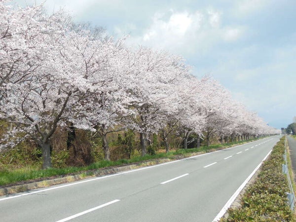 【奈良県内発】 関西屈指の桜の名所・海津大崎と春の絶景ハイライト! 日帰り2